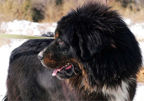 >返回中国宠物价格大全首页 3怎样挑选藏獒回顶部 pclady 独家