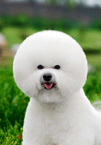 比熊犬