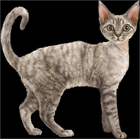 宠物大全:德文卷毛猫的详细资料