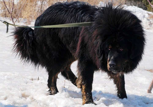 品種名稱:藏獒 (tibetan mastiff) 原 產 地:中國/西藏/青海