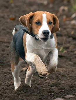 选宠备忘录二世界上最笨拙的10种狗狗